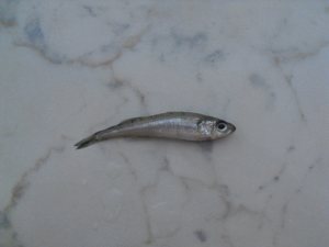 CIMG0051