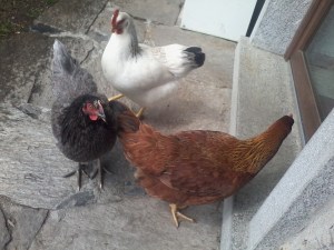 eccole tutte e 3!!